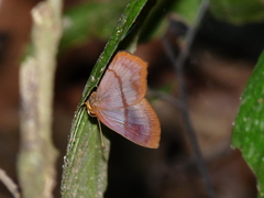 Euselasia eurypus