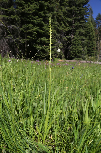 Image of Platanthera yosemitensis by (c) Reid Hardin, some rights reserved (CC BY)
