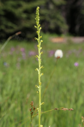 Image of Platanthera yosemitensis by (c) Reid Hardin, some rights reserved (CC BY)