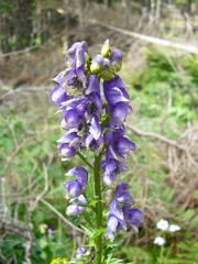 Aconitum variegatum