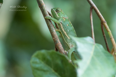 Chamaeleo dilepis