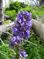 Aconitum variegatum