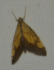 Evergestis limbata