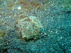 Coeloplana meteoris