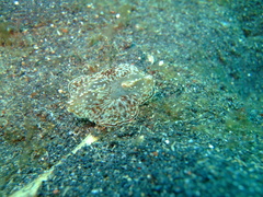 Coeloplana meteoris