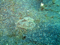 Coeloplana meteoris