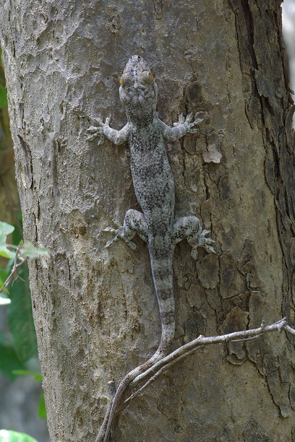 Madagascar Velvet Gecko