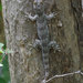Madagascar Velvet Gecko - Photo (c) John Sullivan, some rights reserved (CC BY-NC), uploaded by John Sullivan