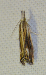 Catoptria verellus