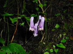 Aconitum moldavicum