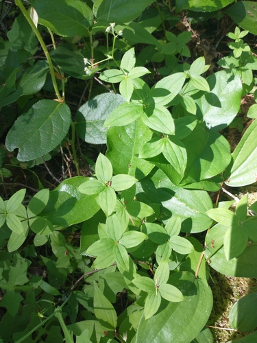 Image of Galium oreganum by no rights reserved