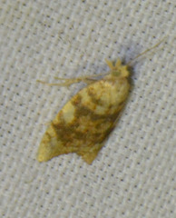 Aleimma loeflingiana