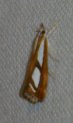 Catoptria