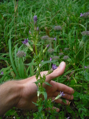 Gentianella amarella