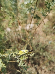 Libelloides sibiricus