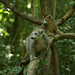 Crowned Lemur - Photo (c) John Sullivan, some rights reserved (CC BY-NC), uploaded by John Sullivan