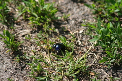 Trypocopris vernalis