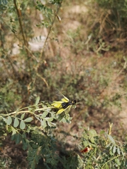 Libelloides sibiricus