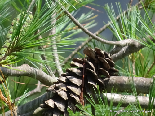 Chiapas white pine