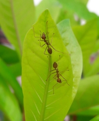 Oecophylla smaragdina