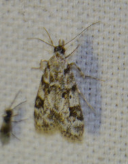 Eudonia delunella