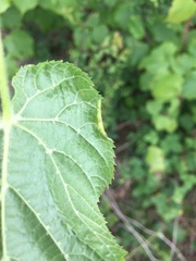 Phytoptus tetratrichus