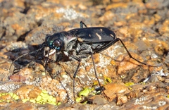 Cicindela obsoleta