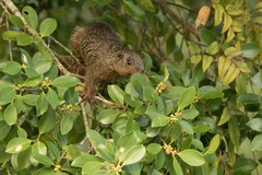 Heliosciurus mutabilis