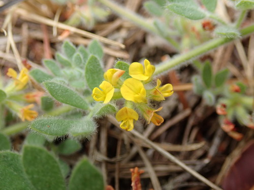 Image of Acmispon tomentosus by (c) Cricket Raspet, some rights reserved (CC BY)