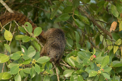 Heliosciurus mutabilis