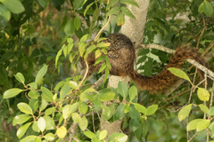 Heliosciurus mutabilis