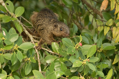 Heliosciurus mutabilis