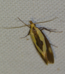 Harpella forficella
