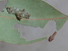 Hypertropha