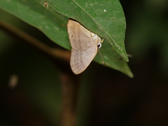 Euselasia uria