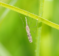 Anopheles annulipes