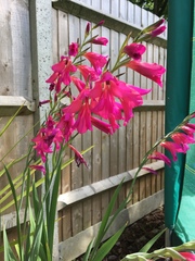 Gladiolus communis byzantinus