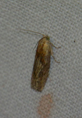 Eucosma cana