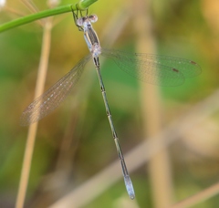 Lestes alacer