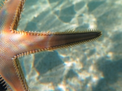 Astropecten platyacanthus