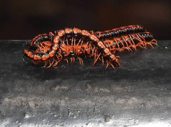 Helicorthomorpha holstii