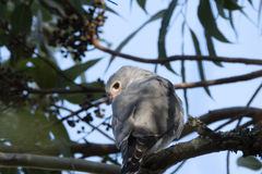 Kaupifalco monogrammicus