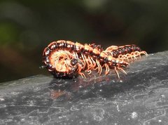 Helicorthomorpha holstii