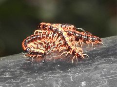 Helicorthomorpha holstii