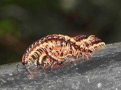 Helicorthomorpha holstii