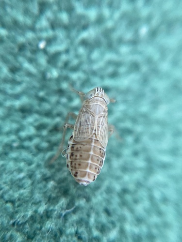 Gravesteiniella boldi