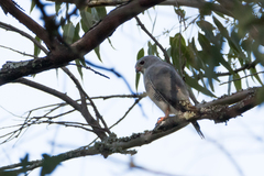 Kaupifalco monogrammicus