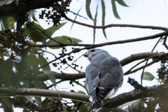 Kaupifalco monogrammicus