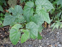 Begonia longifolia