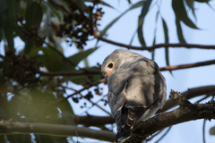 Kaupifalco monogrammicus